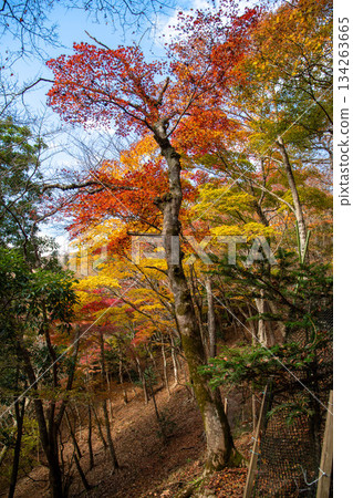 Autumn leaves of Oyama Autumn leaves of Oyama 134263665