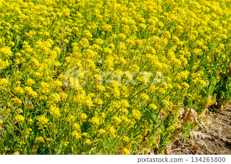 春天伊始，我開車行駛在路邊車站，看到了一幅色彩繽紛的景象。 134263800