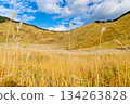 索尼高原潘帕斯草 134263828