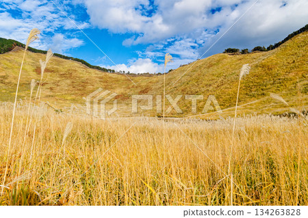 索尼高原潘帕斯草 索尼高原潘帕斯草 134263828