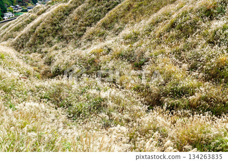 薄野山 薄野山 134263835