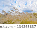 索尼高原潘帕斯草 134263837