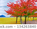 秋天的公園 134263840