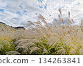索尼高原潘帕斯草 134263841