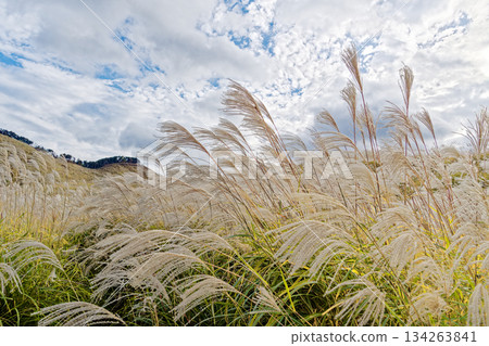 索尼高原潘帕斯草 134263841
