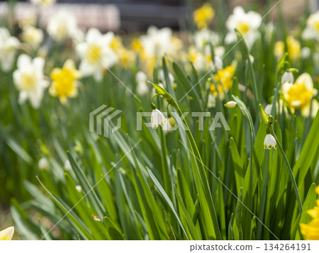 Snowflakes blooming on the roadside 134264191