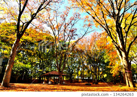赤塚公園（大門區）（東京都板橋區）[2025 年 11 月] 134264263