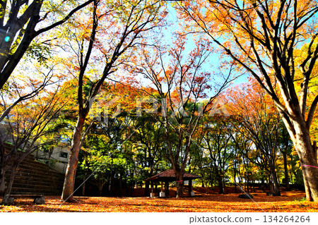 赤塚公園（大門區）（東京都板橋區）[2025 年 11 月] 134264264
