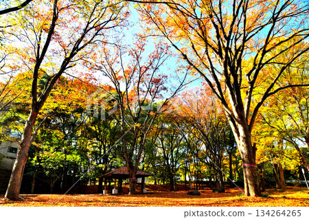 Akatsuka Park (Daimon district) (Itabashi Ward, Tokyo) [November 2025] 134264265