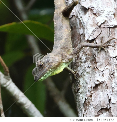 A tree lizard flies geese from the top of a tree, Yanbaru Forest, Kunigami Village, Okinawa Prefecture A tree lizard flies geese from the top of a tree, Yanbaru Forest, Kunigami Village, Okinawa Prefecture 134264372