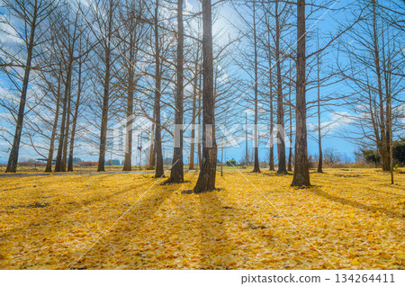 Ginkgo trees and a carpet of fallen leaves [Nagano Prefecture] 134264411