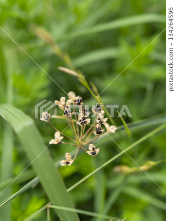 Seed-bearing chives growing on the riverbed 134264596