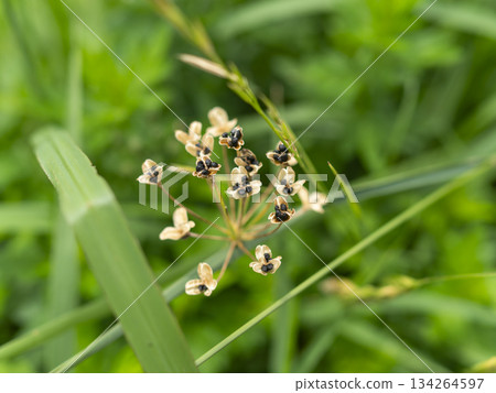 Seed-bearing chives growing on the riverbed 134264597