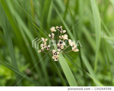Seed-bearing chives growing on the riverbed Seed-bearing chives growing on the riverbed 134264599