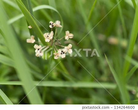 Seed-bearing chives growing on the riverbed 134264600