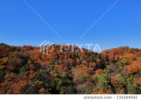 Hoshida Gardens - Autumn leaves (Katano City, Osaka Prefecture) Hoshida Gardens - Autumn leaves (Katano City, Osaka Prefecture) 134264692