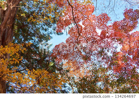 Momiji of autumn leaves 134264697