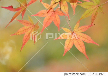 Colorful and beautiful maple leaves in autumn Colorful and beautiful maple leaves in autumn 134264925
