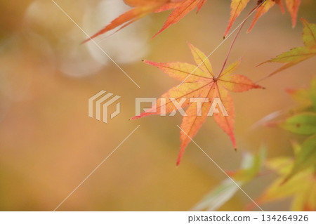 Colorful and beautiful maple leaves in autumn 134264926