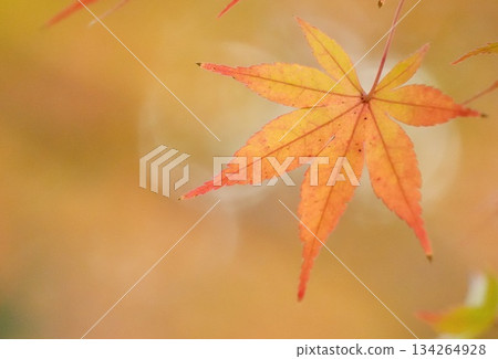 Colorful and beautiful maple leaves in autumn Colorful and beautiful maple leaves in autumn 134264928