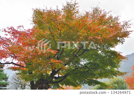 Ohara秋葉 134264971