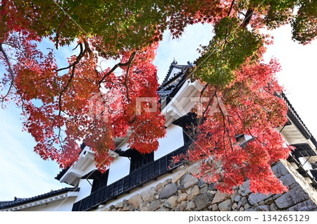 Castle tower and autumn leaves (Hikone Castle) 134265129