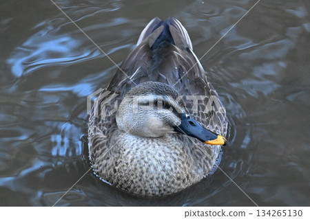 A close-up of a spot-billed duck (front) A close-up of a spot-billed duck (front) 134265130