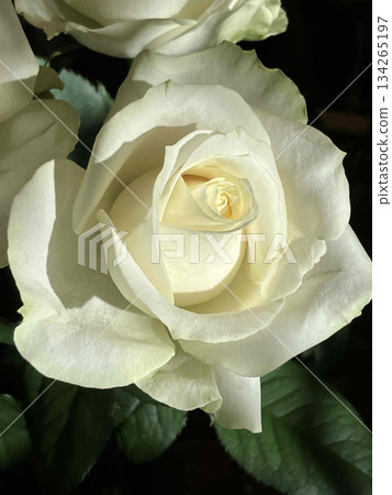 白玫瑰特寫 | 簡潔、優雅的新娘形象 134265197