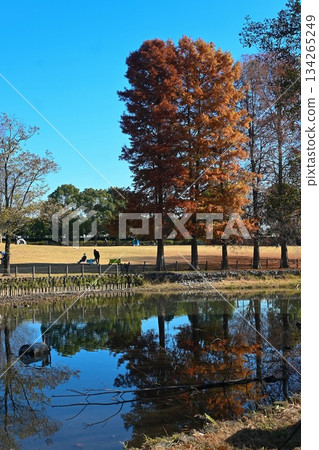 Beautiful metasequoia reflected on the water surface Beautiful metasequoia reflected on the water surface 134265249