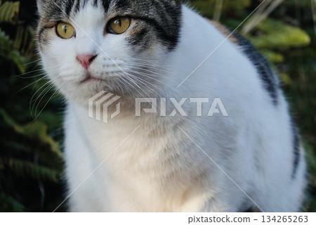 Cute three-haired cat Cute three-haired cat 134265263