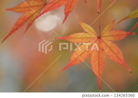 Beautiful autumn foliage scenery: close-up of maple leaves 134265360