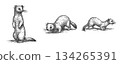 Ermine (standing up, lying down, walking) pen drawing set 134265391
