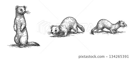 貂（站立、躺臥、行走）鋼筆畫套裝 134265391