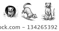 Ermine (coming out of burrow, running, standing up) pen drawing set 134265392