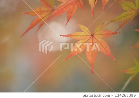 美麗的秋葉景色：楓葉特寫 134265399