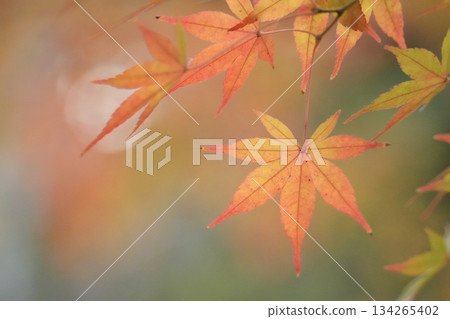 Beautiful autumn foliage scenery: close-up of maple leaves Beautiful autumn foliage scenery: close-up of maple leaves 134265402