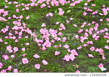 Beautiful fallen camellias at Reikanji Temple in Kyoto during the spring special viewing period (Sakyo Ward, Kyoto City, Kyoto Prefecture) Beautiful fallen camellias at Reikanji Temple in Kyoto during the spring special viewing period (Sakyo Ward, Kyoto City, Kyoto Prefecture) 134265436