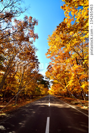 Autumn road along Lake Kussharo Autumn road along Lake Kussharo 134265463