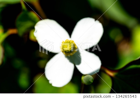 Close-up of Houttuynia cordata (Houttuynia cordata) - Early Summer 134265543