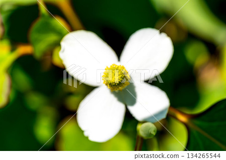 Close-up of Houttuynia cordata (Houttuynia cordata) - Early Summer Close-up of Houttuynia cordata (Houttuynia cordata) - Early Summer 134265544