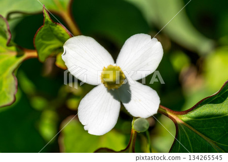 Close-up of Houttuynia cordata (Houttuynia cordata) - Early Summer 134265545