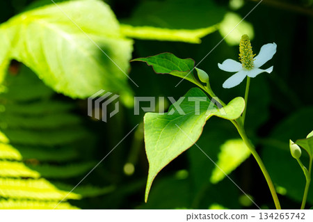Light, Shadow and Houttuynia Cordata ~Early Summer~ Light, Shadow and Houttuynia Cordata ~Early Summer~ 134265742