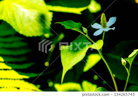 Light, Shadow and Houttuynia Cordata ~Early Summer~ Light, Shadow and Houttuynia Cordata ~Early Summer~ 134265743