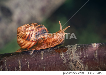 A small brown and white snail is on a tree branch A small brown and white snail is on a tree branch 134265853