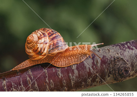 A small brown and orange snail is crawling up a tree branch A small brown and orange snail is crawling up a tree branch 134265855