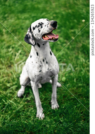 A dalmatian dog is sitting on the grass and looking at the camera A dalmatian dog is sitting on the grass and looking at the camera 134265923