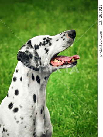 A Dalmatian dog is sitting on the grass and looking at the camera A Dalmatian dog is sitting on the grass and looking at the camera 134265925