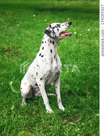 A dalmatian dog is sitting in a grassy field A dalmatian dog is sitting in a grassy field 134265927