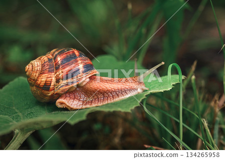 A small, brown and white snail is on a leaf A small, brown and white snail is on a leaf 134265958