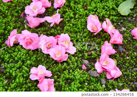 Beautiful fallen camellias at Reikanji Temple in Kyoto during the spring special viewing period (Sakyo Ward, Kyoto City, Kyoto Prefecture) 134266458